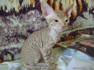 Продаются красивые котята Донского сфинкса - Изображение #2, Объявление #687314