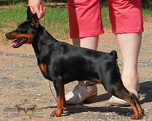 цвергпинчер