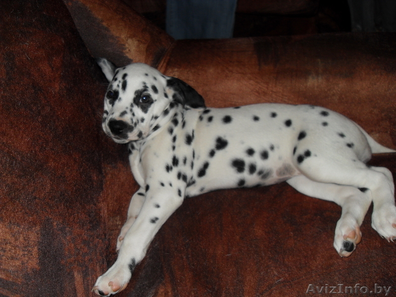 продам щенков далматина. - Изображение #3, Объявление #60098