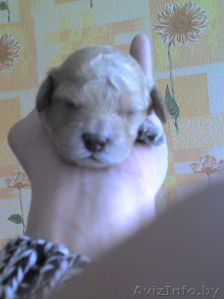 продам щенков пуделя - Изображение #2, Объявление #308464