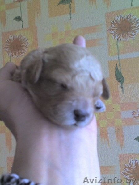продам щенков пуделя - Изображение #3, Объявление #308464