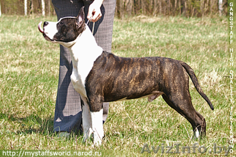 скоро родятся амстаффята - Изображение #2, Объявление #304361