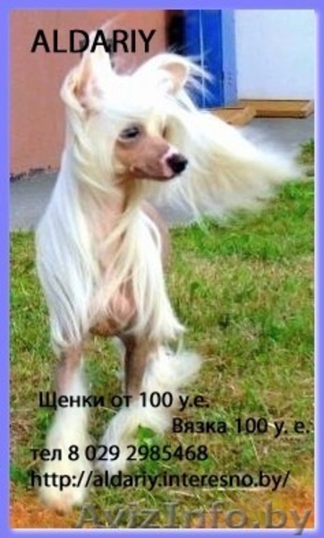 китайская хохлатая собака сука будущий чемпион! - Изображение #1, Объявление #326655