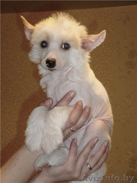 китайская хохлатая собака сука будущий чемпион! - Изображение #2, Объявление #326655