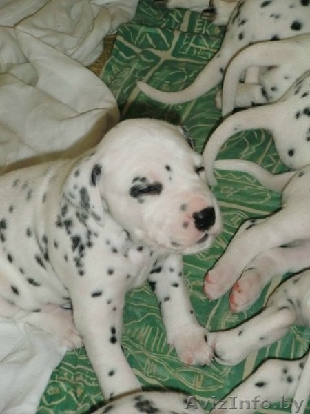 Предлагаем щенков далматина - Изображение #1, Объявление #395219