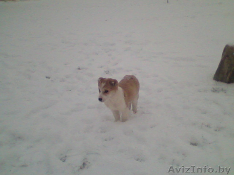 Глубокое.andreigicuk@mail.ru.80296557059 - Изображение #3, Объявление #496941