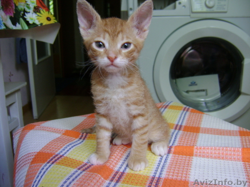 Продаются красивые котята Донского сфинкса - Изображение #1, Объявление #687314