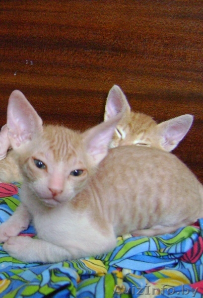 Продаются красивые котята Донского сфинкса - Изображение #3, Объявление #687314