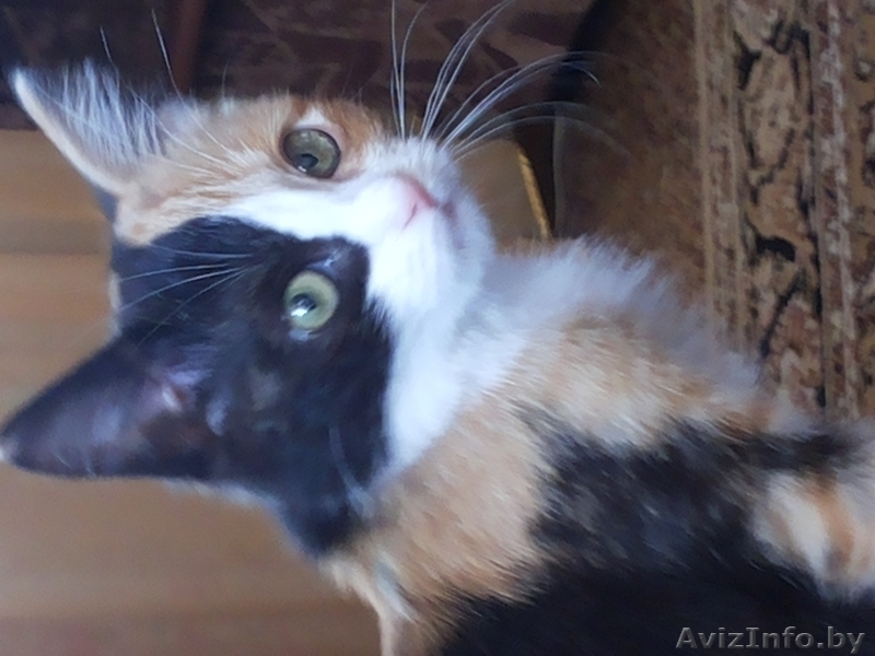 Отдам милую кошечку - Изображение #3, Объявление #960112