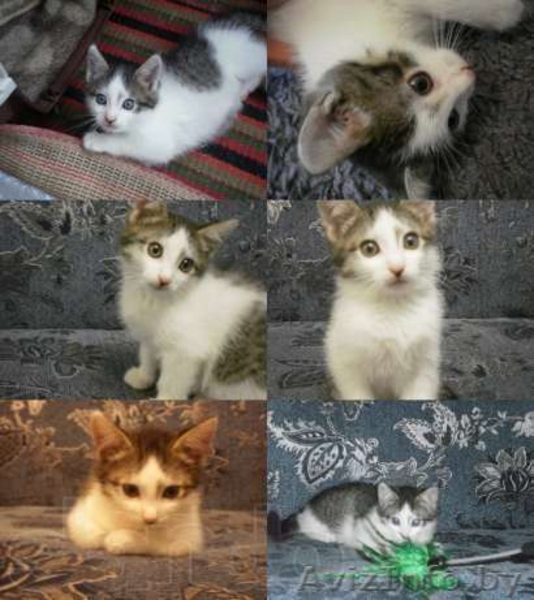 Отдам котят в хорошие и заботливые руки - Изображение #1, Объявление #993660