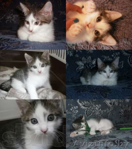 Отдам котят в хорошие и заботливые руки - Изображение #2, Объявление #993660