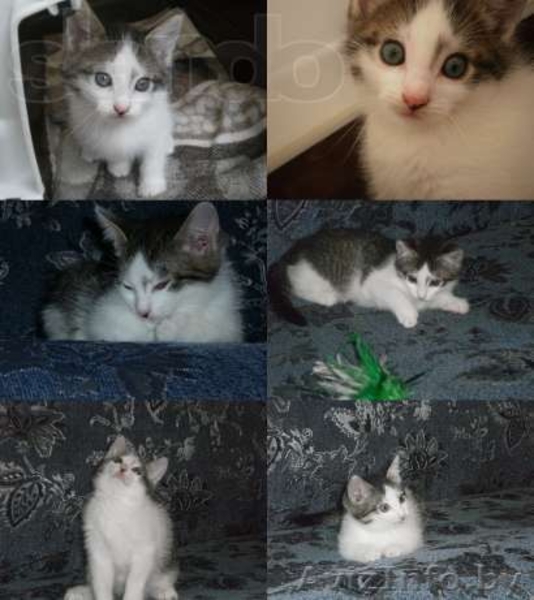 Отдам котят в хорошие и заботливые руки - Изображение #3, Объявление #993660