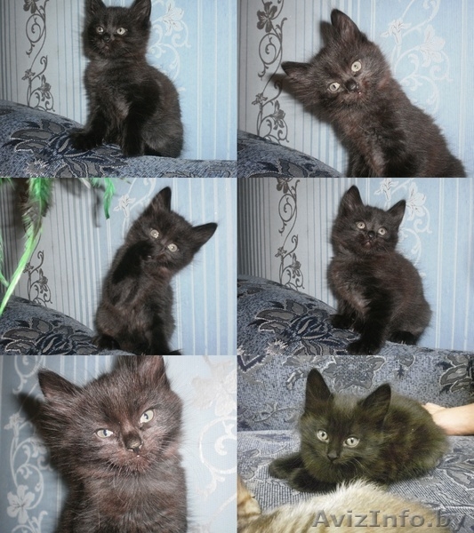 Отдам котят в хорошие и заботливые руки - Изображение #5, Объявление #993660