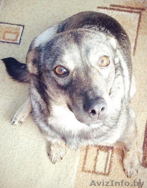 Имя собачке придумаете сами… - Изображение #2, Объявление #1032055