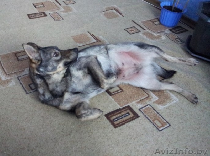 Имя собачке придумаете сами… - Изображение #1, Объявление #1032055