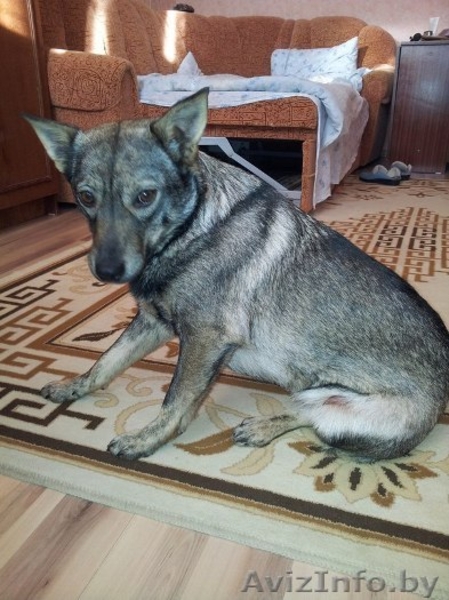 Имя собачке придумаете сами… - Изображение #4, Объявление #1032055