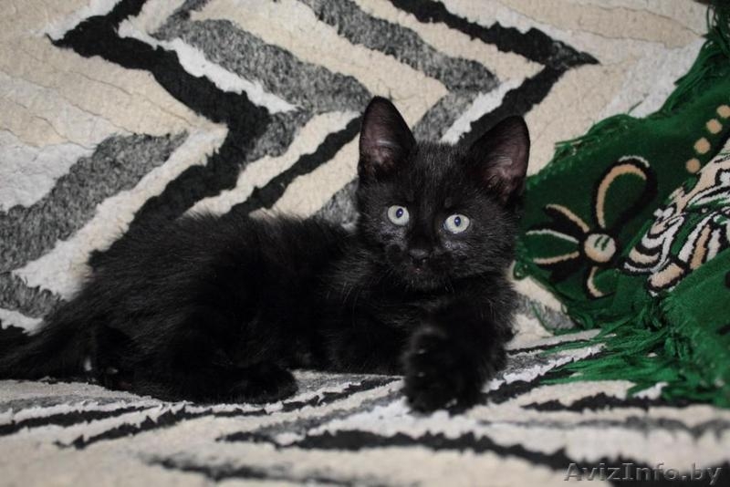 Подарю забавного  КОТЕНКА!!! - Изображение #3, Объявление #1150680