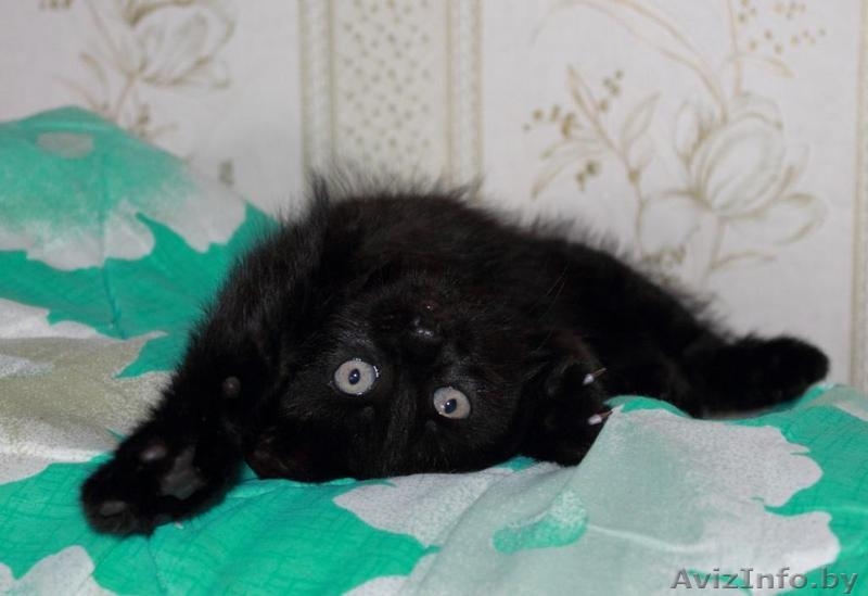 Подарю забавного  КОТЕНКА!!! - Изображение #2, Объявление #1150680