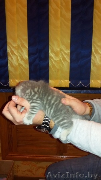 Чистокровные британские котята - Изображение #1, Объявление #1191212