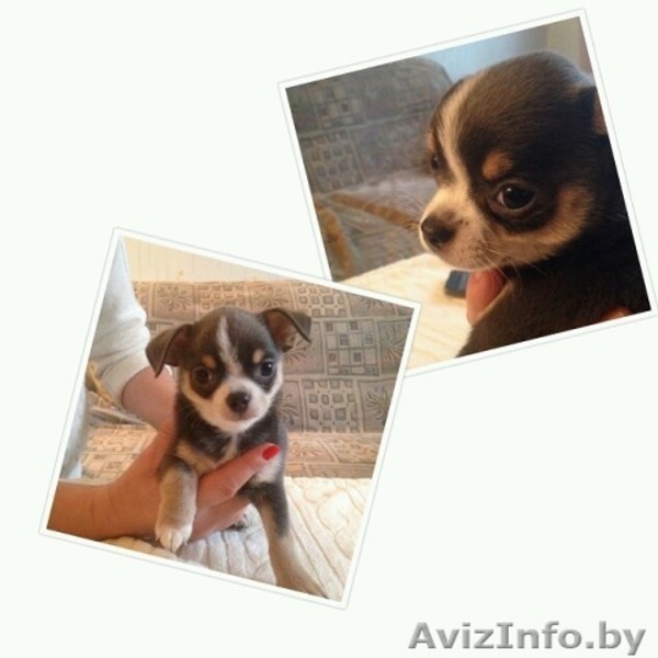 чихуахуа - Изображение #2, Объявление #1517769