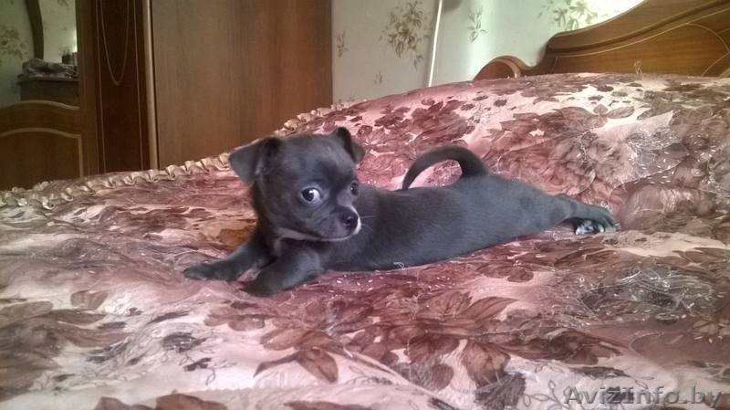 чихуахуа - Изображение #3, Объявление #1517769