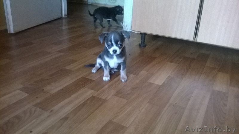 чихуахуа - Изображение #4, Объявление #1517769