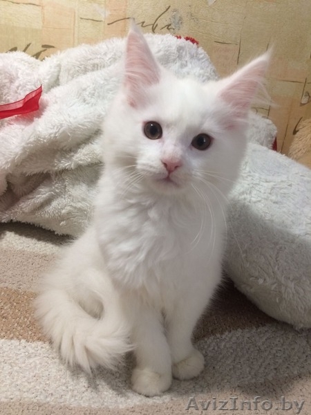 Кошка породы Мейн кун - Изображение #2, Объявление #1525182