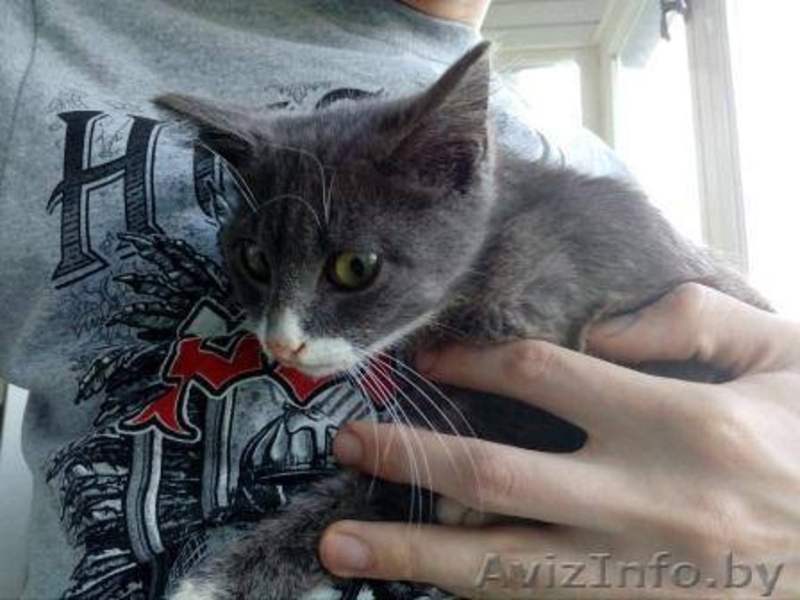 дымчатый котёнок в дар - Изображение #1, Объявление #1576713