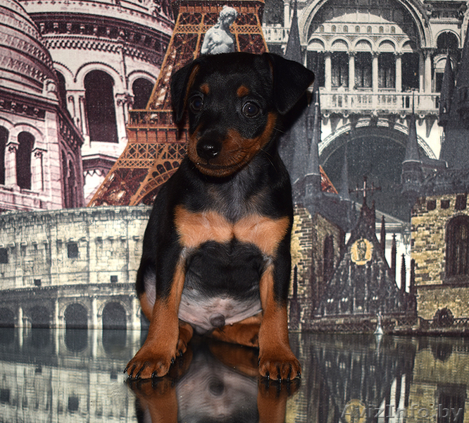 щенки цвергпинчера (мини доберман) - Изображение #3, Объявление #1591421