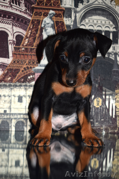 щенки цвергпинчера (мини доберман) - Изображение #5, Объявление #1591421