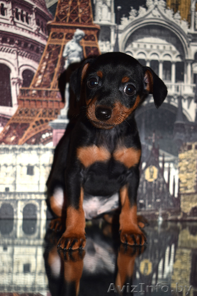 щенки цвергпинчера (мини доберман) - Изображение #4, Объявление #1591421